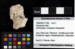 Foto (Objket + Etiketten) von Decapoda indet. 